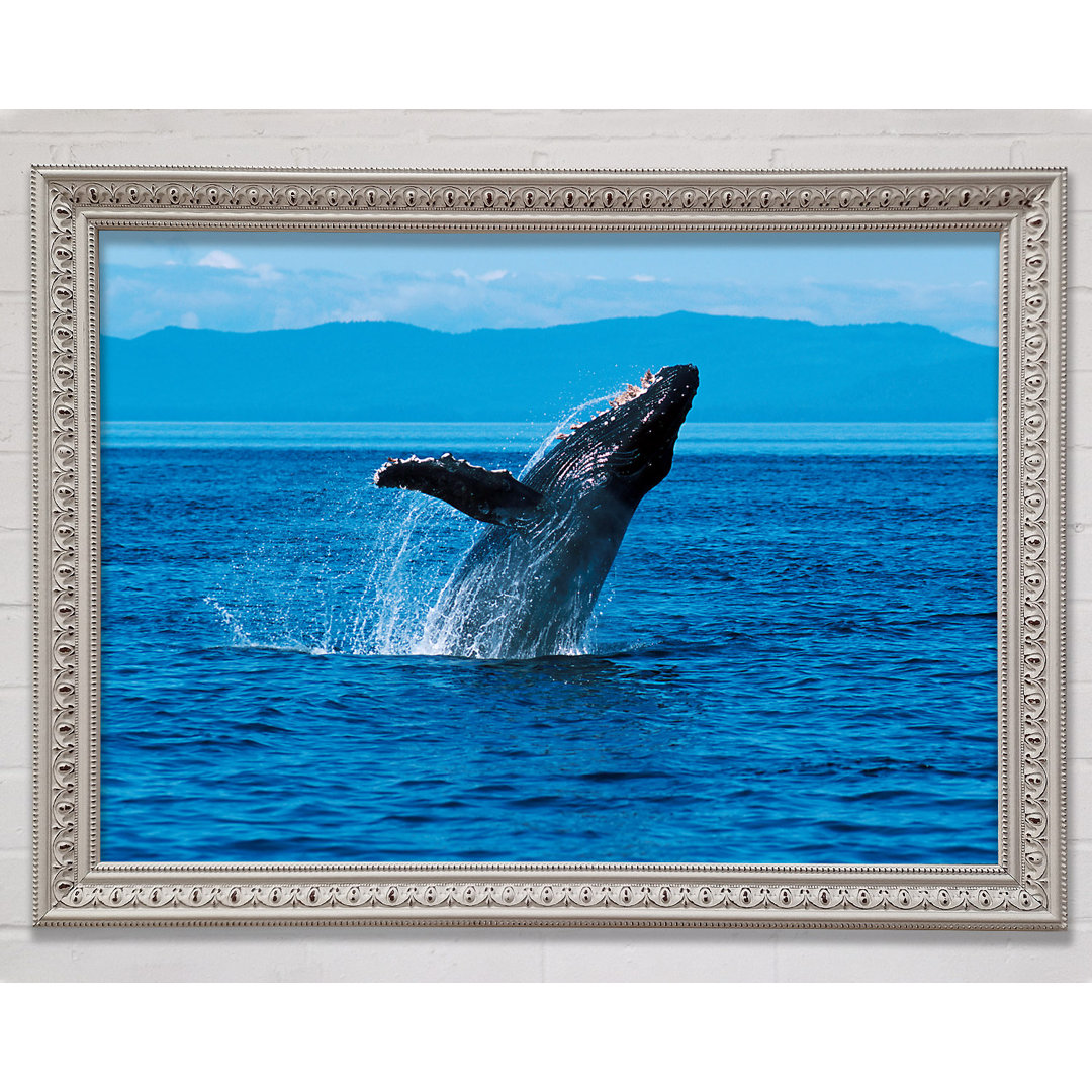 Whale Ocean Jump - Druck