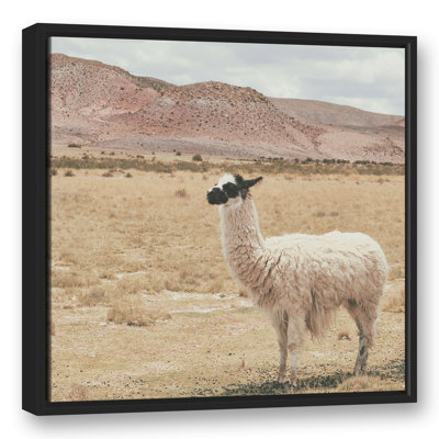 Lama dans un champ