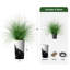 Arbre à oignon en soie - Plantes artificielles dans la décoration de sol extérieure moderne-97818048