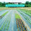Heavy Duty Weed Membrane – 3' x 300' Garden Weed Control Fabric, 5.8 oz Dual Layer, UV Stabilized Ground Cover for Agriculture & Industrial Use