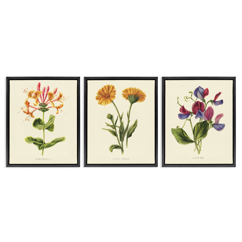 Ensemble de cadres flottants 3 pièces Vintage Flowering Plants, conception par Connie Resch, Cadre flottant noir de jais