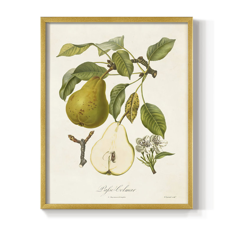 Vintage Pears II, reproduction encadrée - bois massif, H 14 po x l 11 po