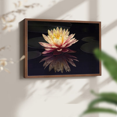 Photographie, étude, nénuphar, reproduction encadrée