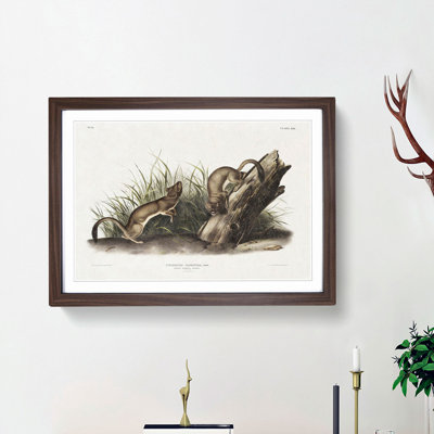White Weasels by J.W. Audubon - Framed Print