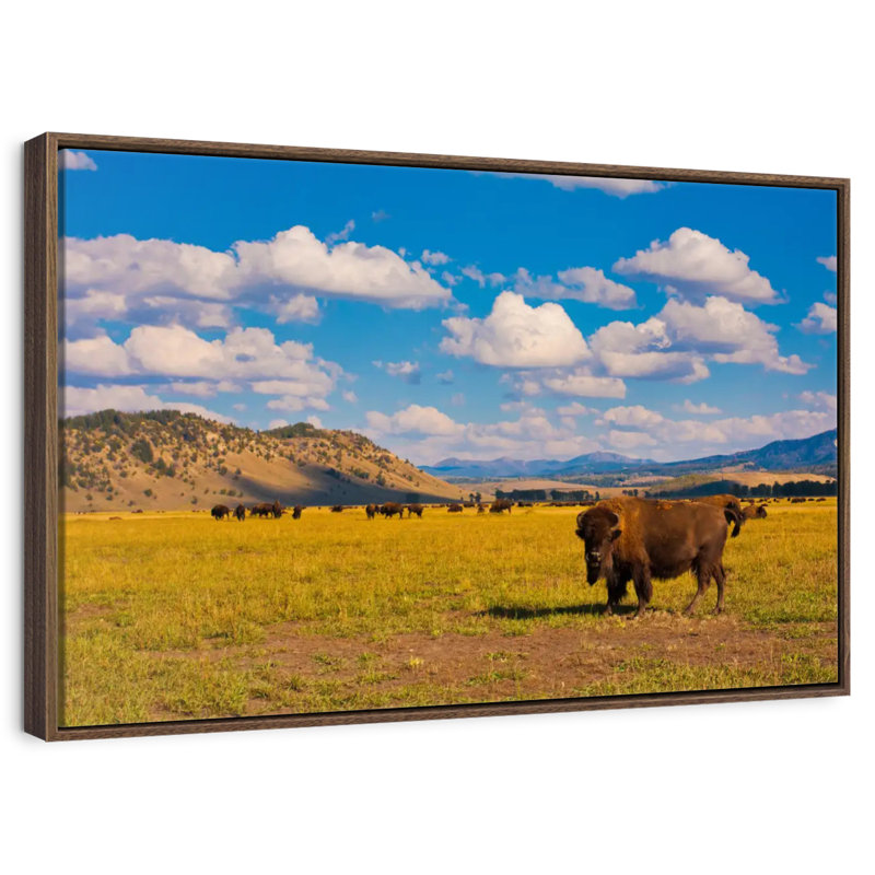 Bison In National Park, 37" X 25", Floating Frame Walnut