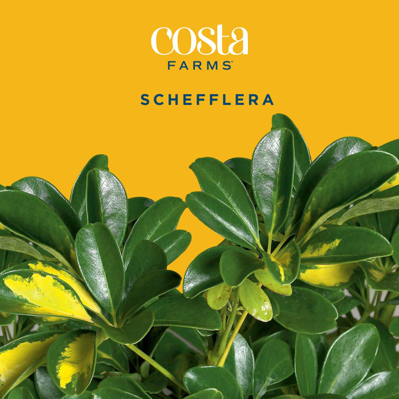 Schefflera Capella in Décor Planter - Thumbnail 5