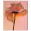 Amber Radiance IV Print by Oliver Gal-883992968-883992975