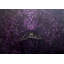 Amethyst Devotion