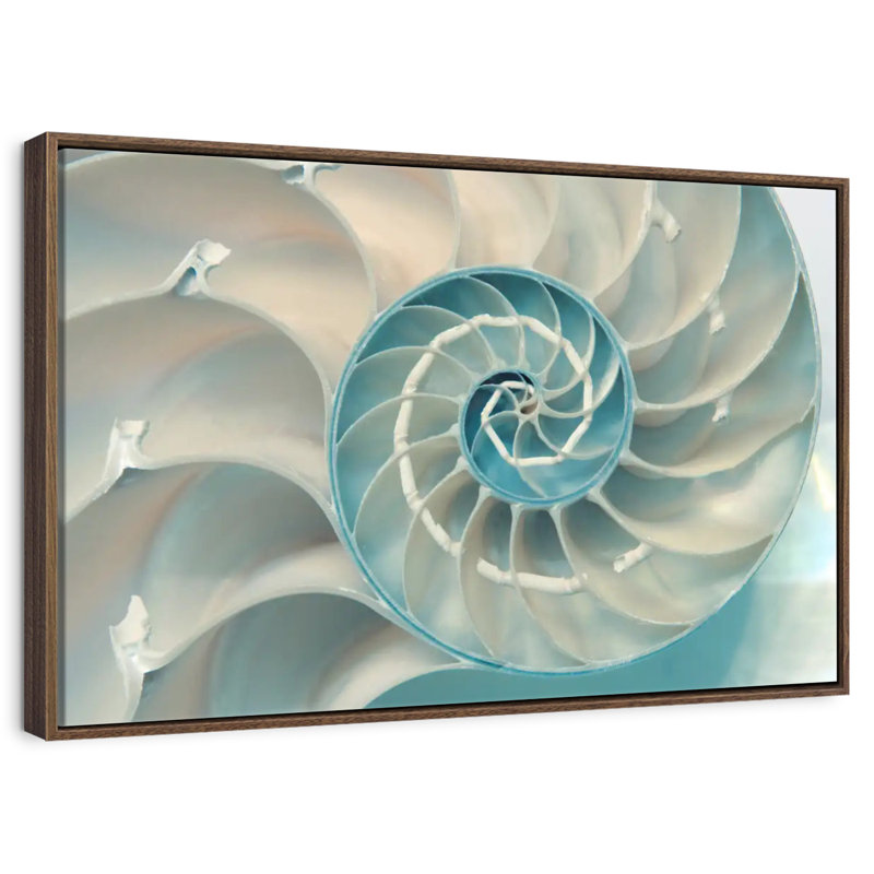 Inside A Nautilus Shell, Floating Frame Walnut, 31" X 21"