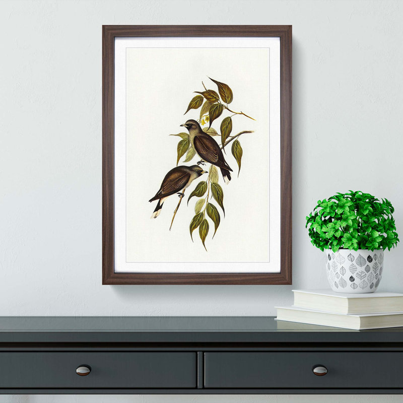 White-Vented Woodswallows by Elizabeth Gould - Picture Frame Painting Print, 36cm H x 27cm W x 2cm D, Walnut Framed