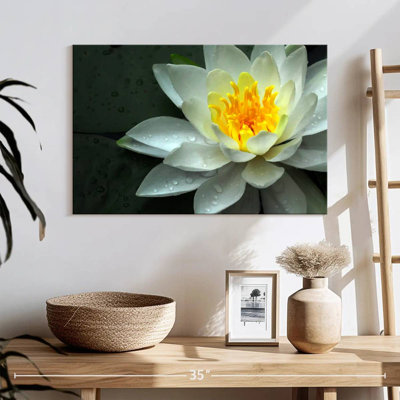 Harnek Dewy White Water Lily