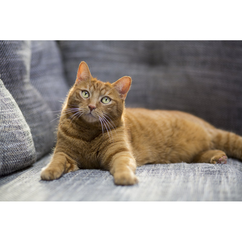Cat Lying On Sofa by Simonkr - No Frame Print on Canvas, 51cm H x 76cm W