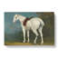 A Ladys Grey Hunter Horse by Jacques-Laurent Agasse - Wrapped Canvas-61854573