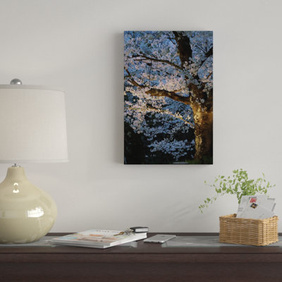 " Cherry Trees Lit Up At Night, Hirosaki Park, Hirosaki, Aomori Prefecture, Japan " Color Photography