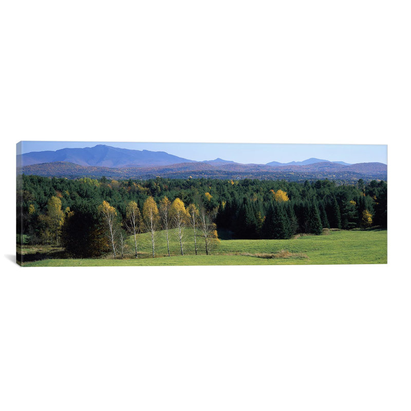 «Trees in a forest, Stowe, Lamoille County, Vermont, USA» par Panoramic Images - Reproduction giclée sur toile panoramique