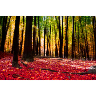 " Autumn Forest " by Littleny
