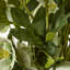 Arrangement in Pot-111171170-111171167