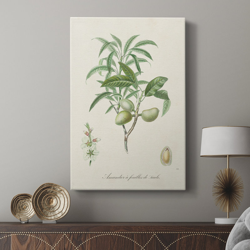 Amande antique botanique II - galerie Cavas sur mesure, H 36 po x l 24 po