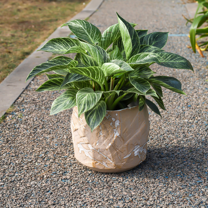 Rock Form Grower Pot By 