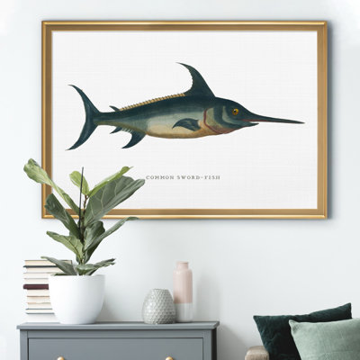 " Common Sword Fish "