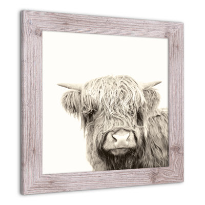 " Shaggy Bangs Highland Cow "