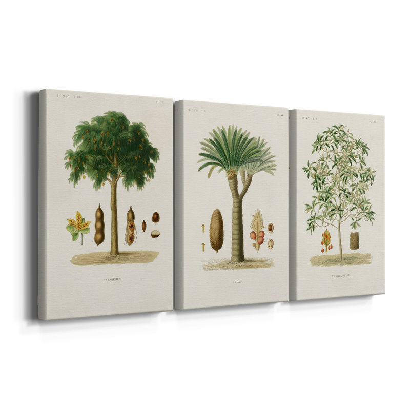 Arbre antique avec fruit - toile tendue sur mesure - 3 pièces, H 36 po x l 72 po