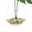 Split Philodendron Leaves In Glass Vase