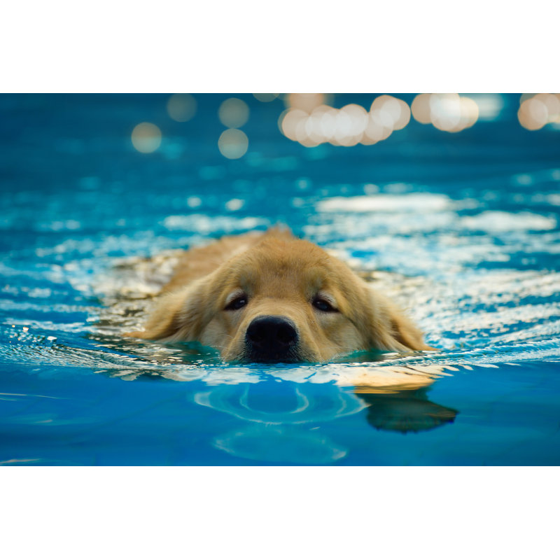 Golden Retriever Puppy by Danaibe12 - Wrapped Canvas Print, 30cm H x 46cm W