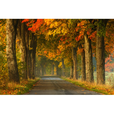 " Road In Autumn "