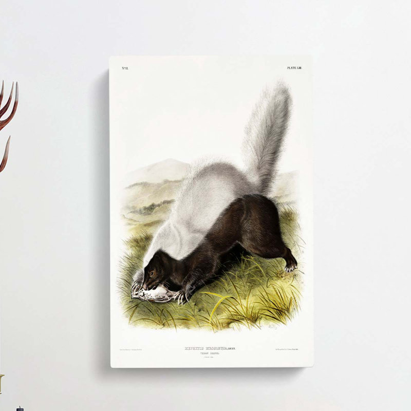 Texan Skunk by J.W. Audubon - Wrapped Canvas, 91cm H x 60cm W x 3cm D