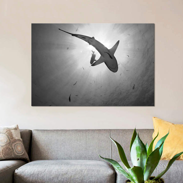 " Gray Reef Shark, Kimbe Bay, Papua New Guinea " by Steve Jones, 18" H x 26" W x 1.5" D, Wrapped Canvas, No Mat