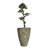 Panama Floor Yacca Tree in Planter