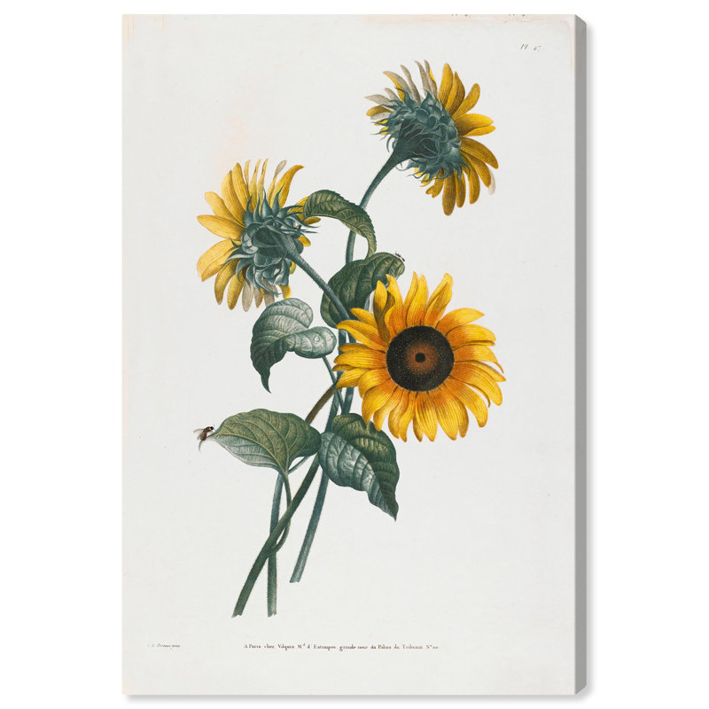 Art Remedy, impressions sur toile, tournesol, Toile tendue, H 45 po x l 30 po