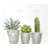 Mini Cactus and Succulents - Botanical Canvas for Home Decor