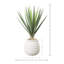 Yucca en pot de pierre avec pierres