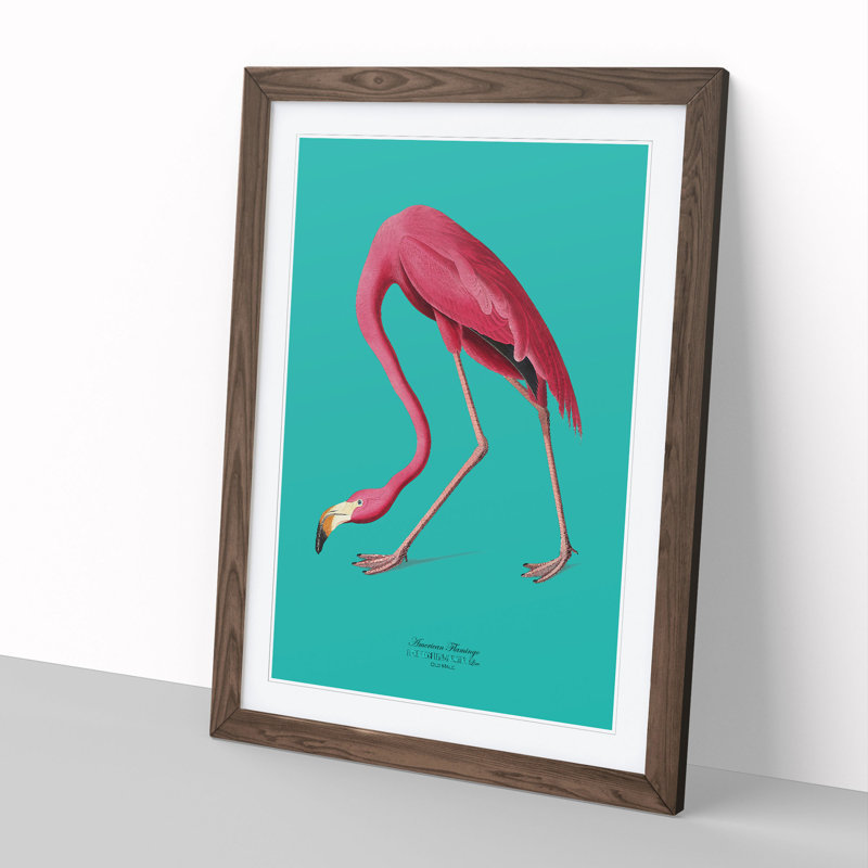 Flamingo in Teal by John Audubon - Framed Print, 90cm H x 65cm W x 2cm D, Walnut Framed