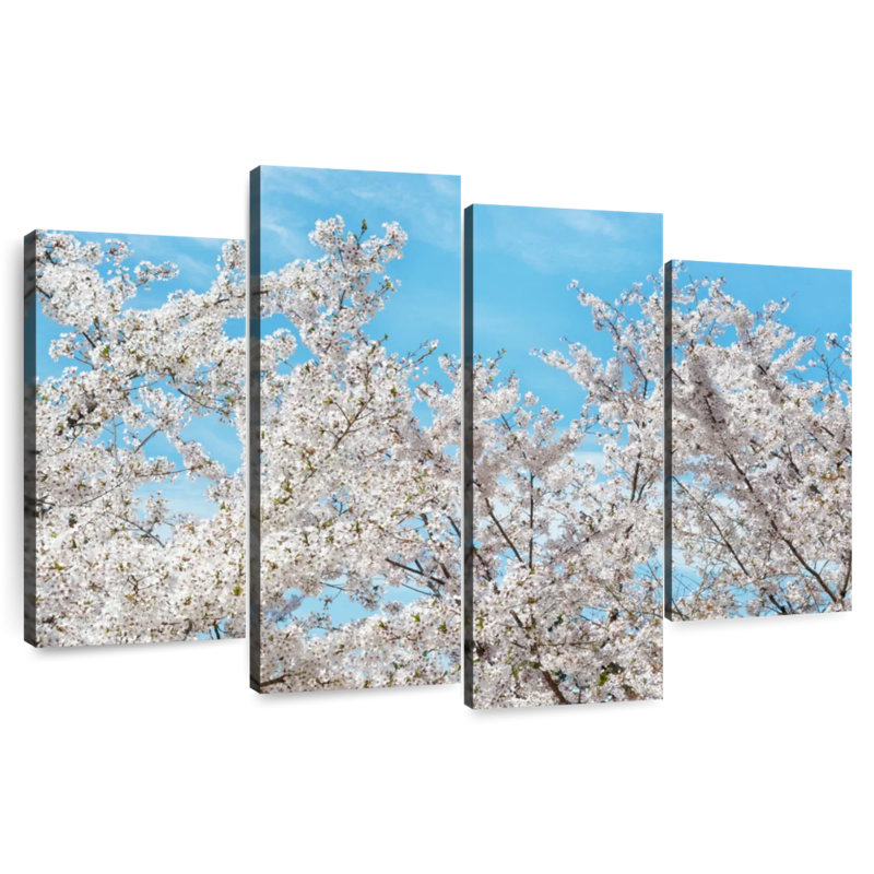 Harnek Famous Cherry Blossom Trees I
