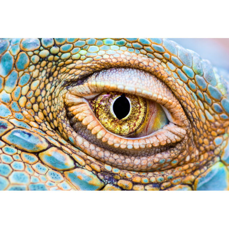 Eye Of The Dragon by Gaschwald - Wrapped Canvas Print, 30cm H x 46cm W x 3.8cm D