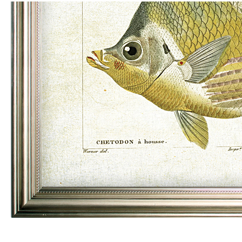 « fish sketch i », impression, Cadre argenté, H 30 po x l 42 po x P 2 po, Pas de tapis