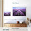 Champ de lavande d'Alvord en Provence-107688674