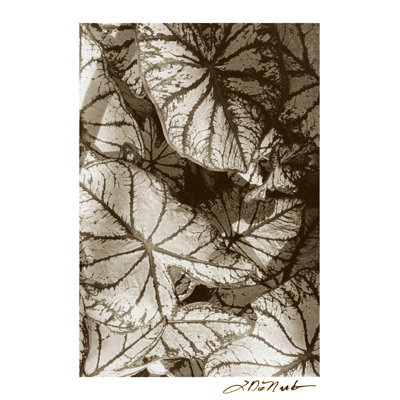 Garden Textures IV