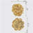 S/2 Gold Rose Hanging Wall Accents