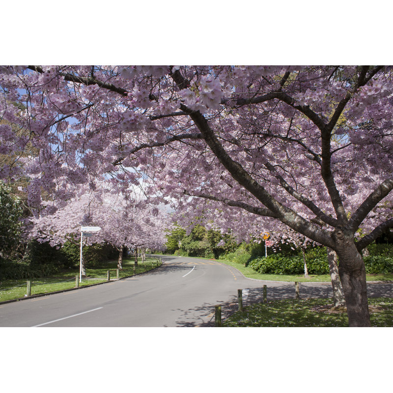Cherry Trees In Bloom by Brackish_nz - Wrapped Canvas Print, 30cm H x 46cm W