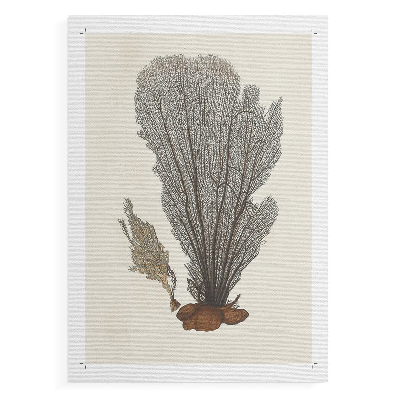 Knorr Shells & Coral III - Impression sur toile seulement - NON-CADRE, H 36 po x l 24 po