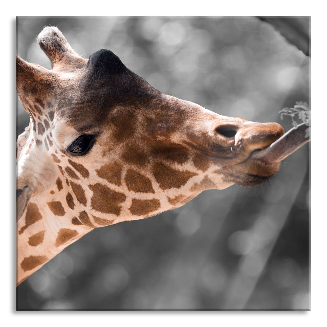 Glasbild Hungrige Giraffe mit Zweig