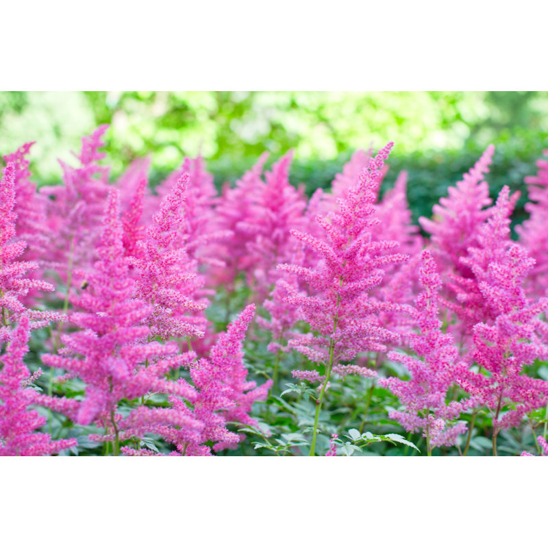 Astilbe fleur - photographie sur toile tendue, H 8 po x l 12 po