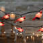 10-Count Cardinal Patio Light Set 5.75Ft Green Wire