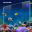 Aquariums en verre ultra-transparent avec bande lumineuse cachée-2027271577-2027271578