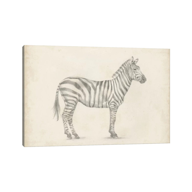 Zebra Sketch by Ethan Harper - Wrapped Canvas Print, 101.6 cm H x 66.04 cm W x 3.175 cm D