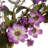 20 inch Artificial Spring Wreath with Purple Daisy Blooms, Lavender Flowers, and Leafy Greens, Realistic Floral Decoration for Front Door or Indoor Décor